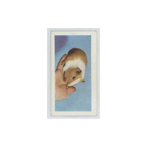 1960 horniman tea - 1960, pets